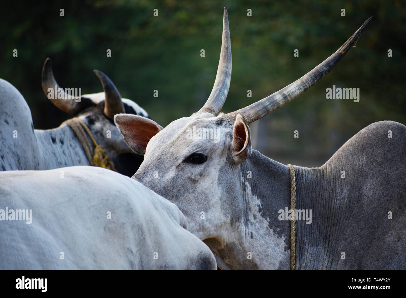 Indian cow horns Stock Photo Alamy
