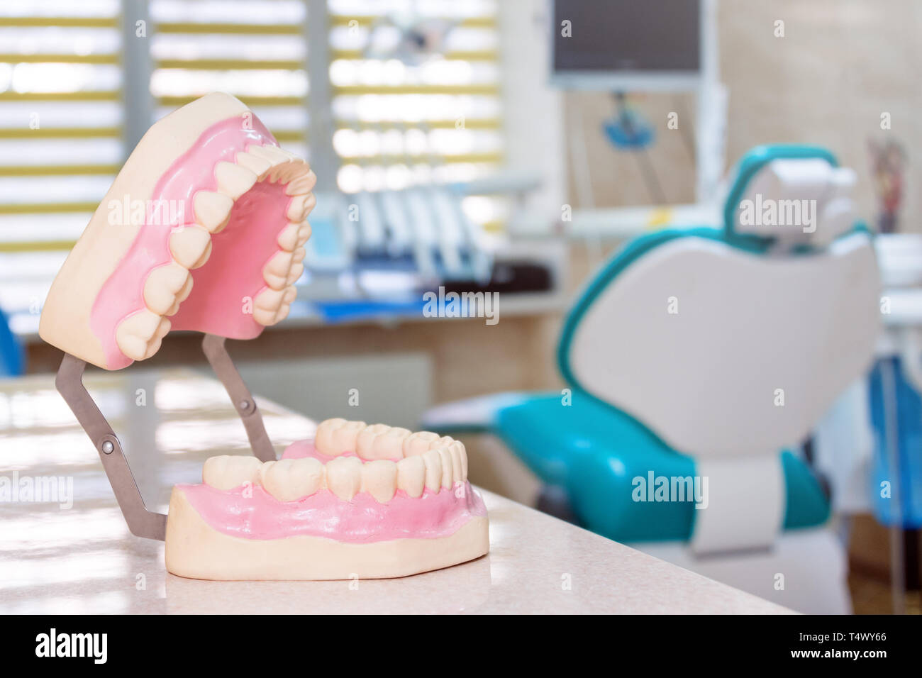 Human jaw models at a dentist office, teeth care and prosthetics ...