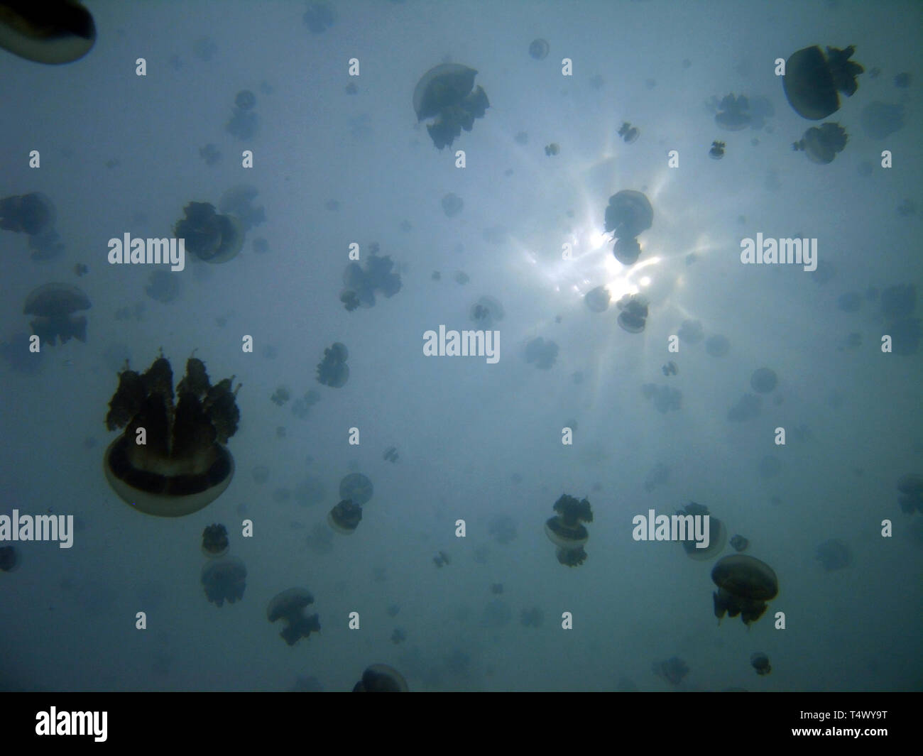 Plenty of Jellyfish, Viewed against the Surface. Jellyfish Lake, Kakaban, Indonesia Stock Photo