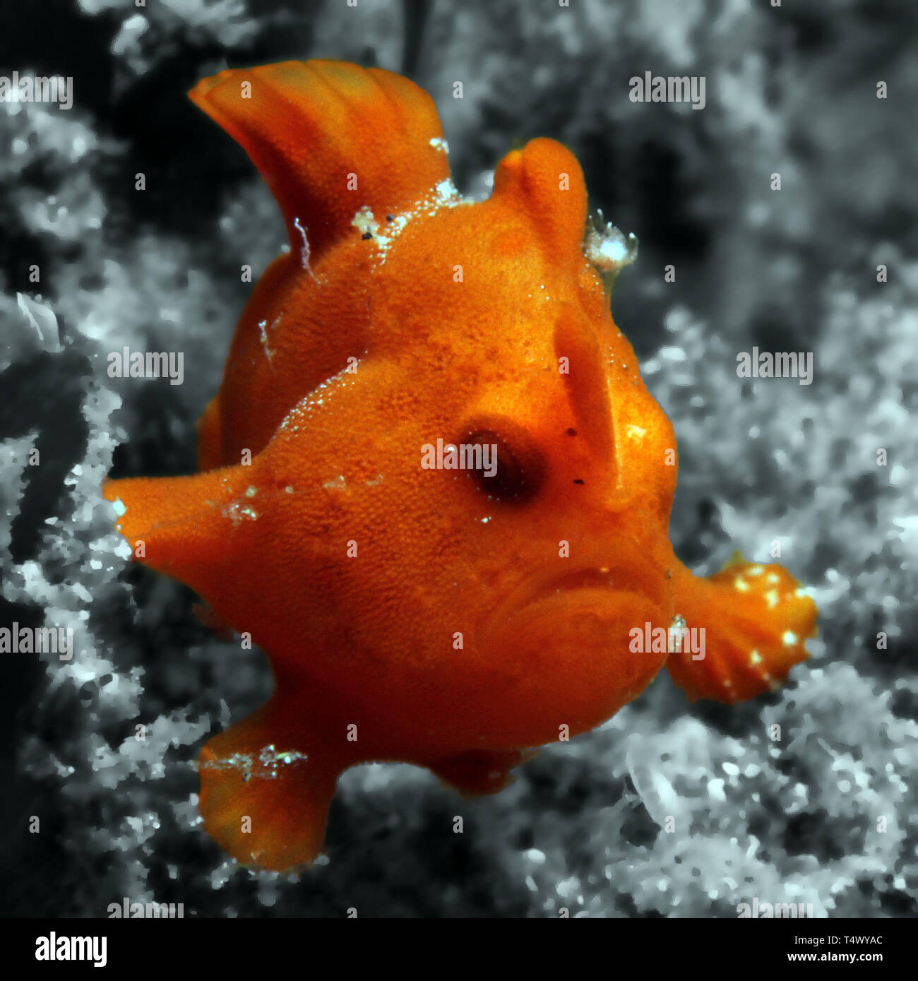 Juvenile Red Painted Frogfish (Antennarius Pictus), Lembeh Strait,  Indonesia Stock Photo - Alamy