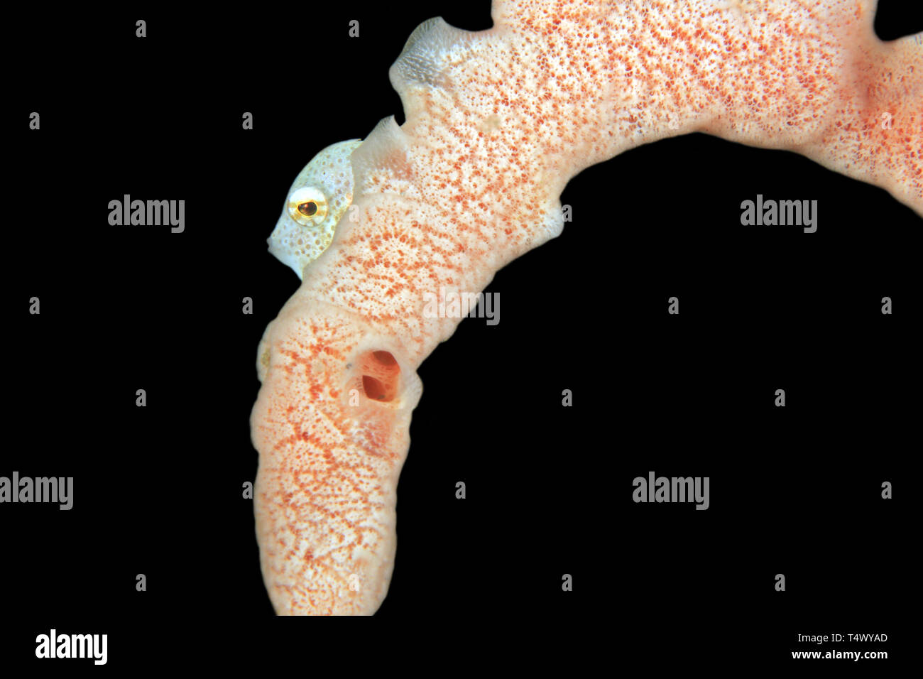 Southern Pygmy Leatherjacket (Brachaluteres jacksonianus) Behind a Coral. Anilao, Philippines Stock Photo