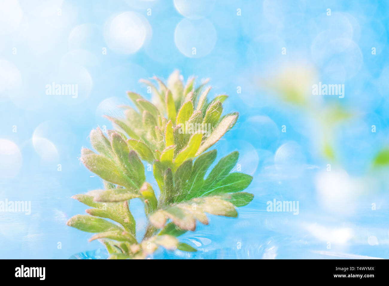 Small leaves of the plant on a bright blue background with sparkles ...