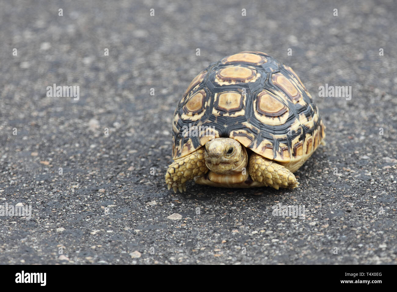 The Yellow-Footed Tortoise (Chelonoidis denticulatus) Care and Information  – Crazy Plants Crazy Critters