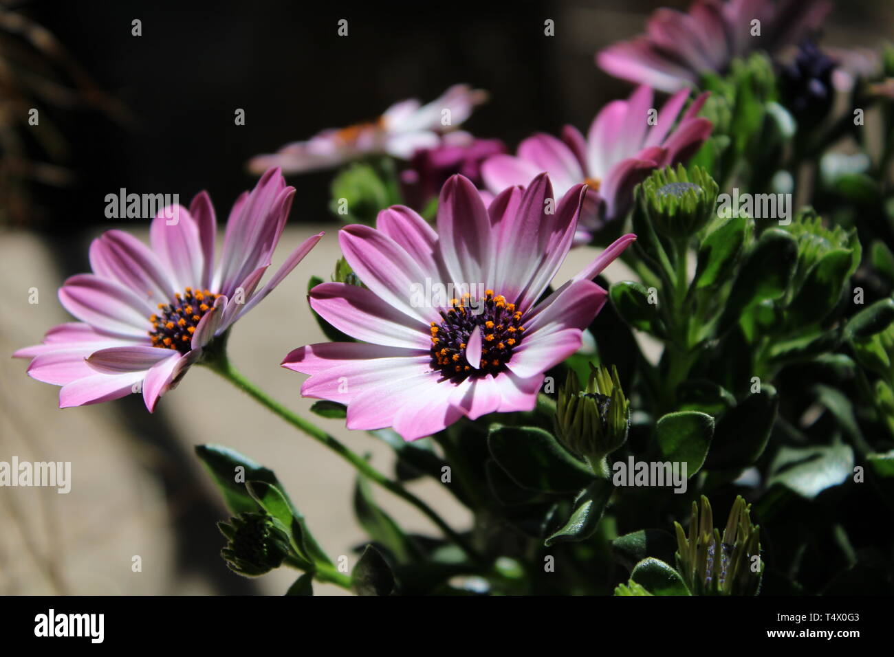 Kapkorbchen High Resolution Stock Photography And Images Alamy