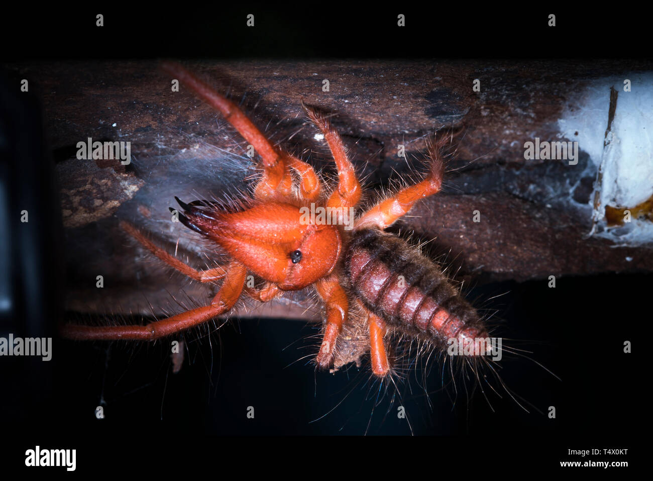 Camel spiders - Paragaleodes heliophilous are large arachnids generally in habit warm and arid habitats. Solifuges are aggressive hunters. Stock Photo