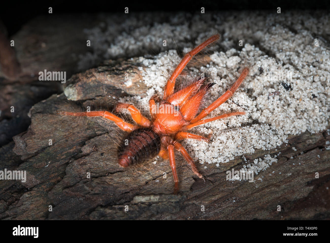 Camel spiders - Paragaleodes heliophilous are large arachnids generally in habit warm and arid habitats. Solifuges are aggressive hunters. Stock Photo