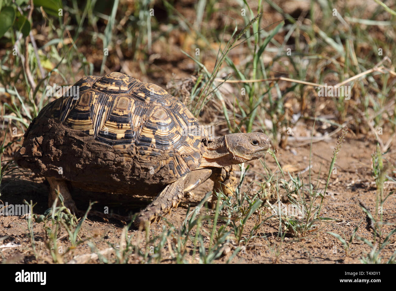 Leopardenschildkröte / Leopard tortoise / Geochelone pardalis Stock ...