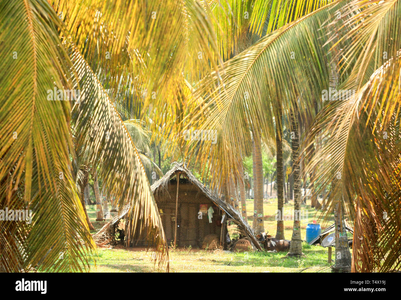 Kerala village houses hires stock photography and images Alamy