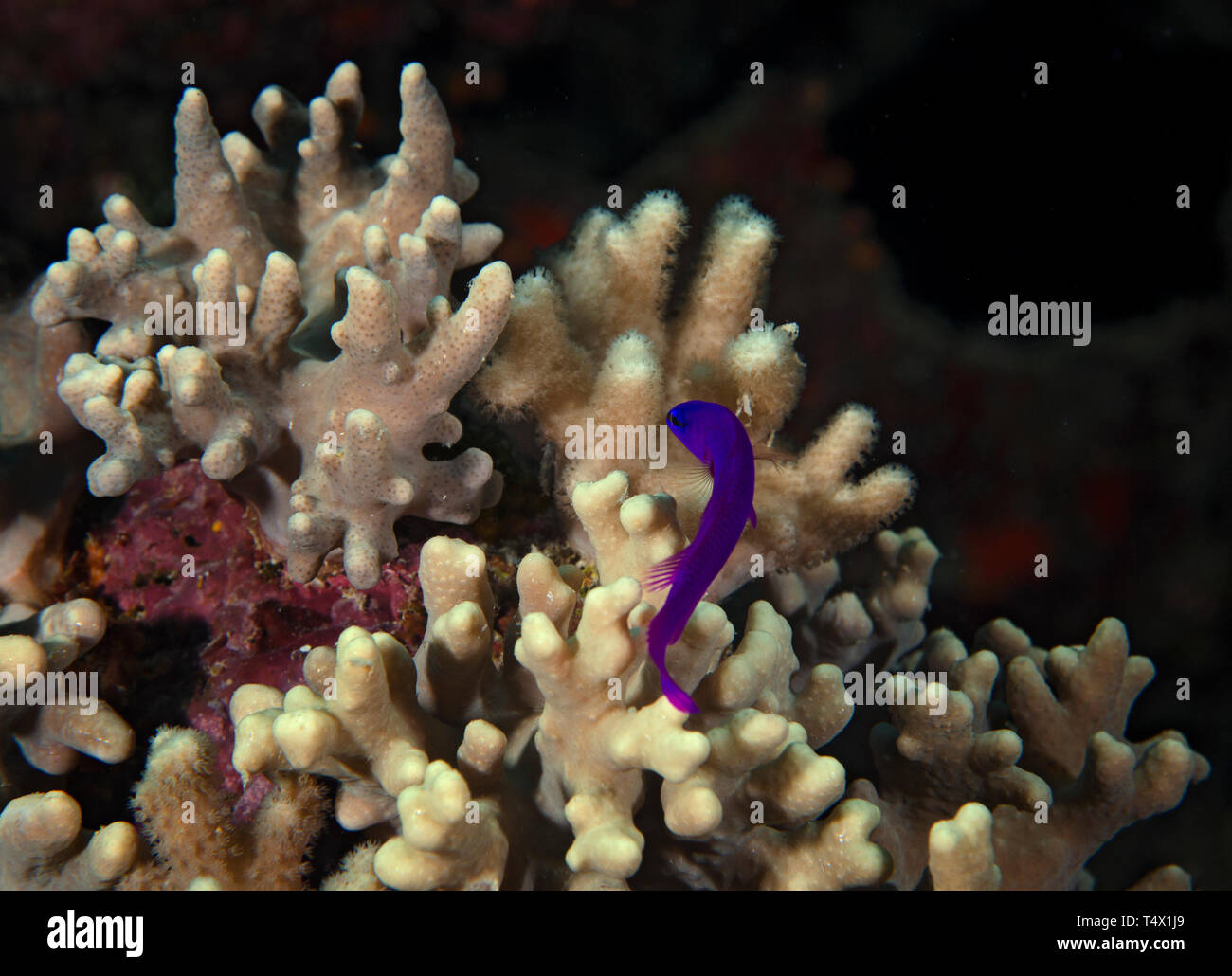 Orchid dottyback, Pseudochromis fridmani, on Coral reef, Red Sea, Hamata, Egypt Stock Photo