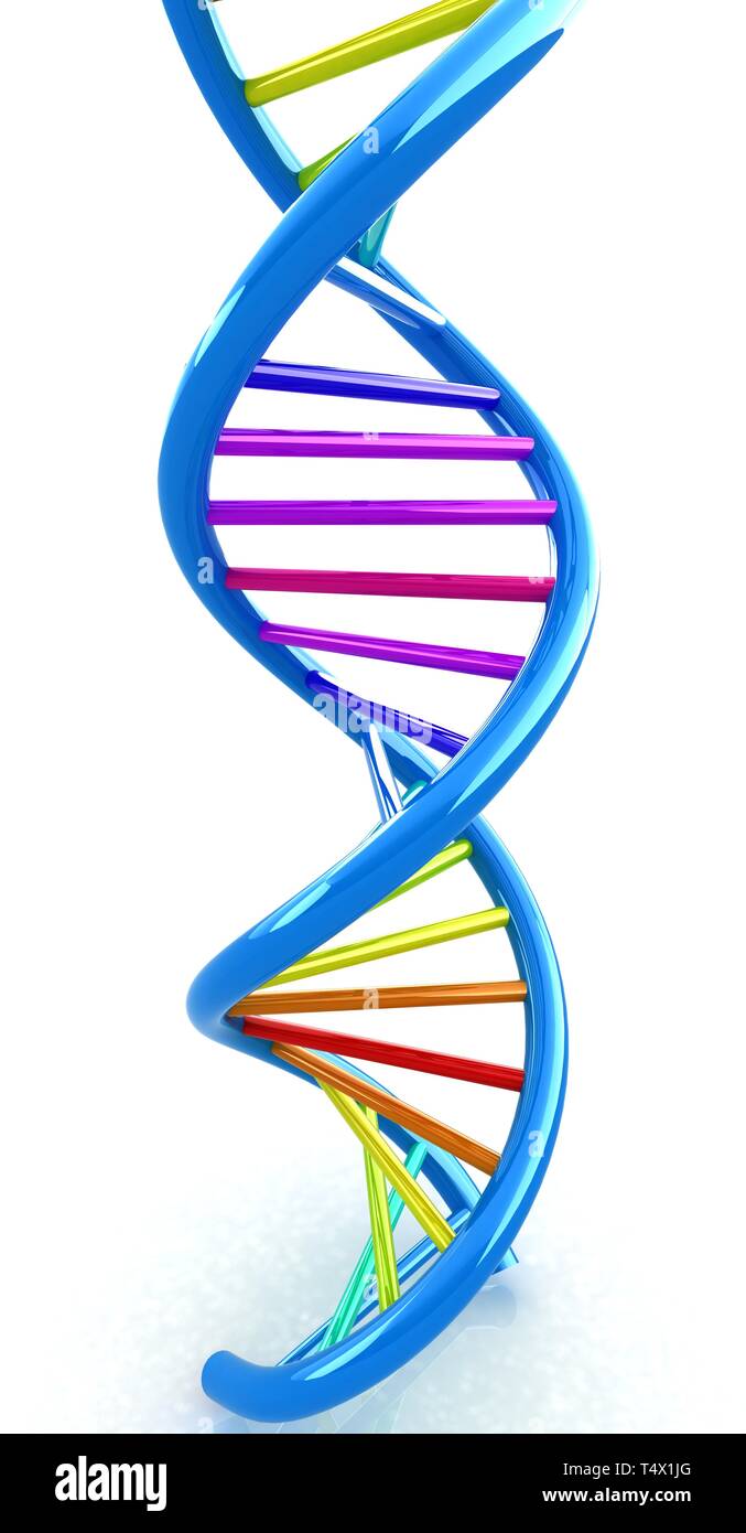 DNA structure model Stock Photo - Alamy