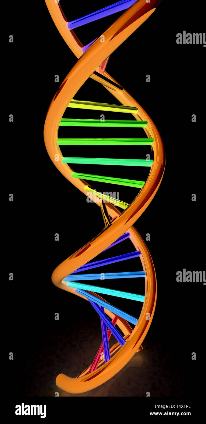 Dna structure model hi-res stock photography and images - Alamy