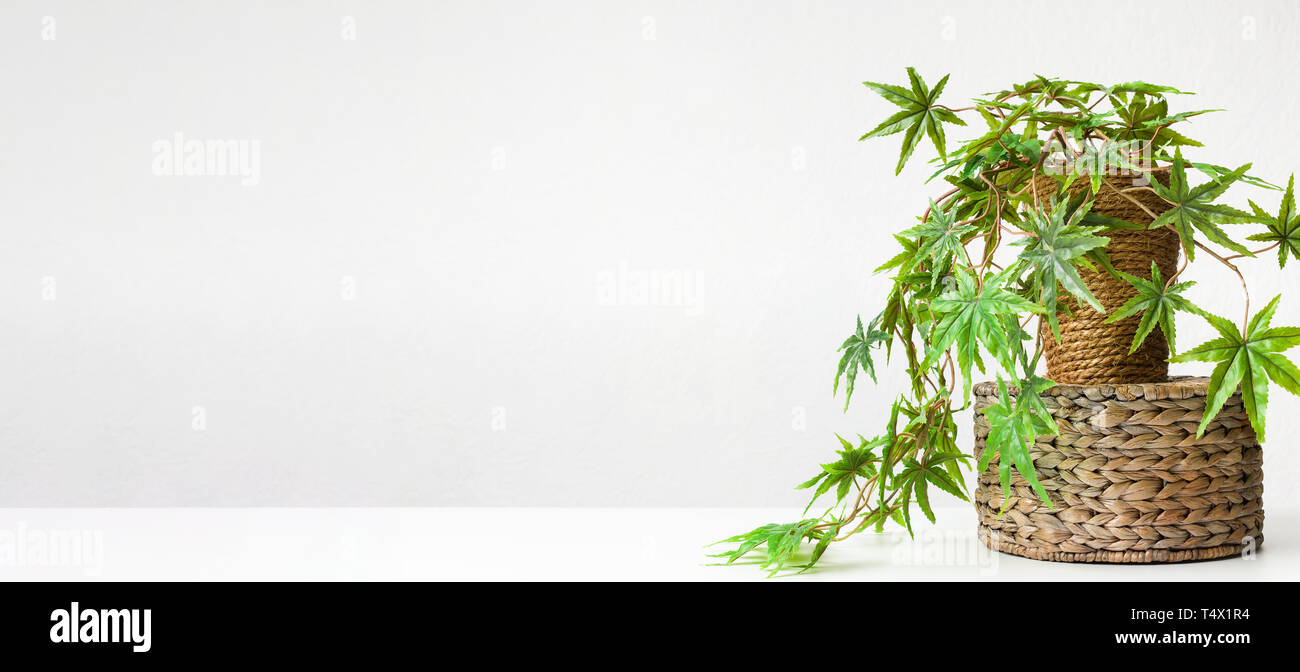Decorative cannabis plant in diy pot on wicker box Stock Photo