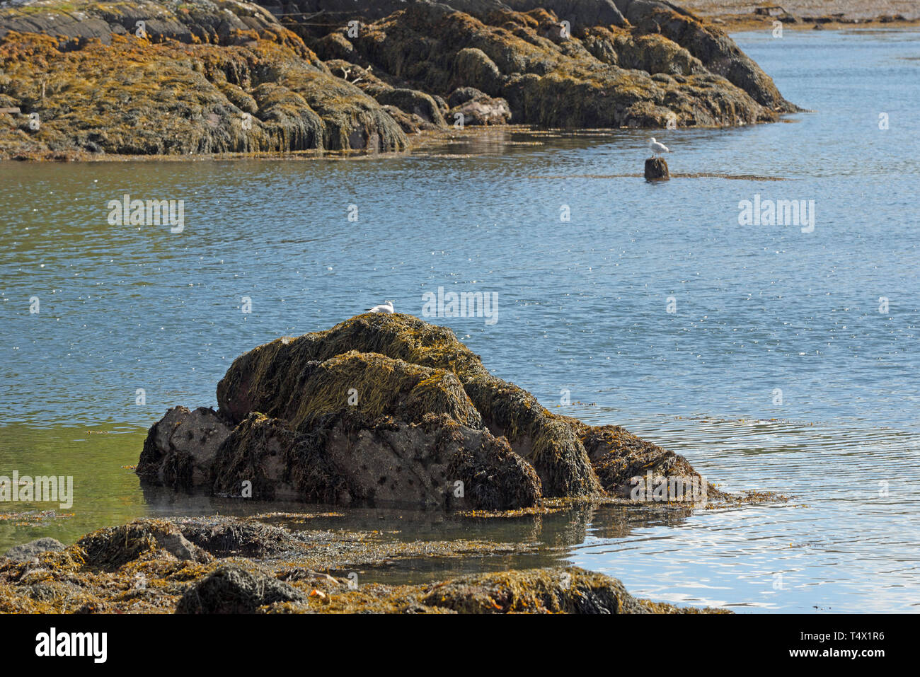 Gulls, Seaweed and Rocks at Glengarriff Harbour Stock Photo