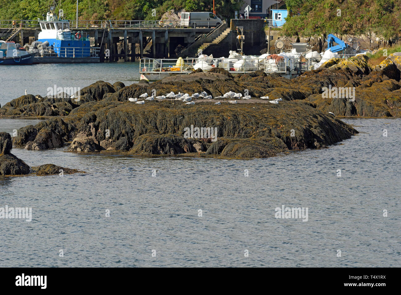 View Towards Glengarriff Pier with Gulls and Harbour Business Stock Photo