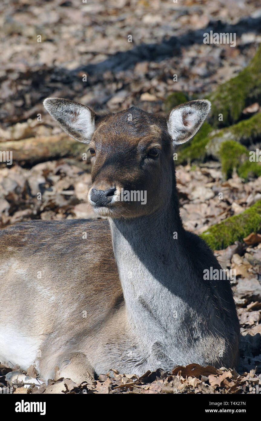 fallow deer, Dama dama, Damhirsch, Damwild, európai dámvad, dámszarvas Stock Photo