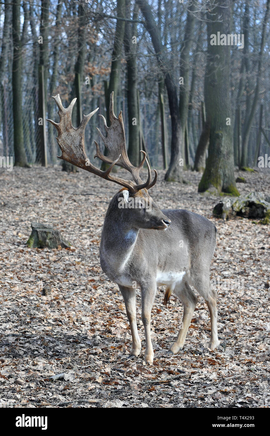 fallow deer, Dama dama, Damhirsch, Damwild, európai dámvad, dámszarvas Stock Photo