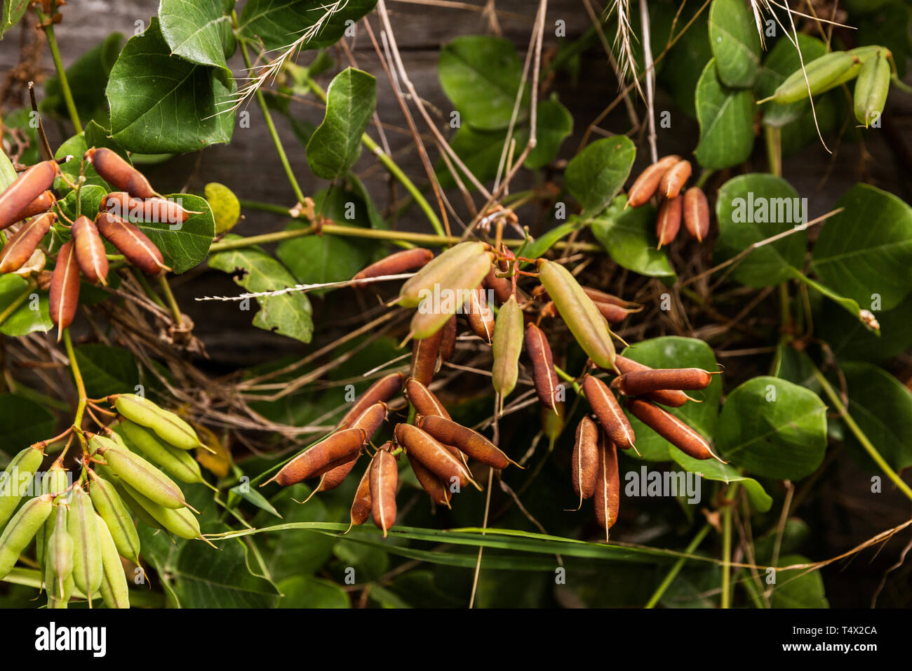 Australian native plant with pots growing in different colours together