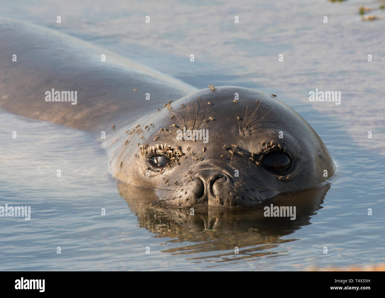 Southern Elephant Seal pup, (Mirounga leonina) resting in tide pool, Peninsula Valdes, Argentina, Flies on eyes Stock Photo