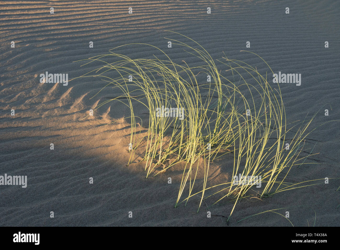 Sand dunes and grass at sunset,  Peninsula Valdes, Argentina Stock Photo
