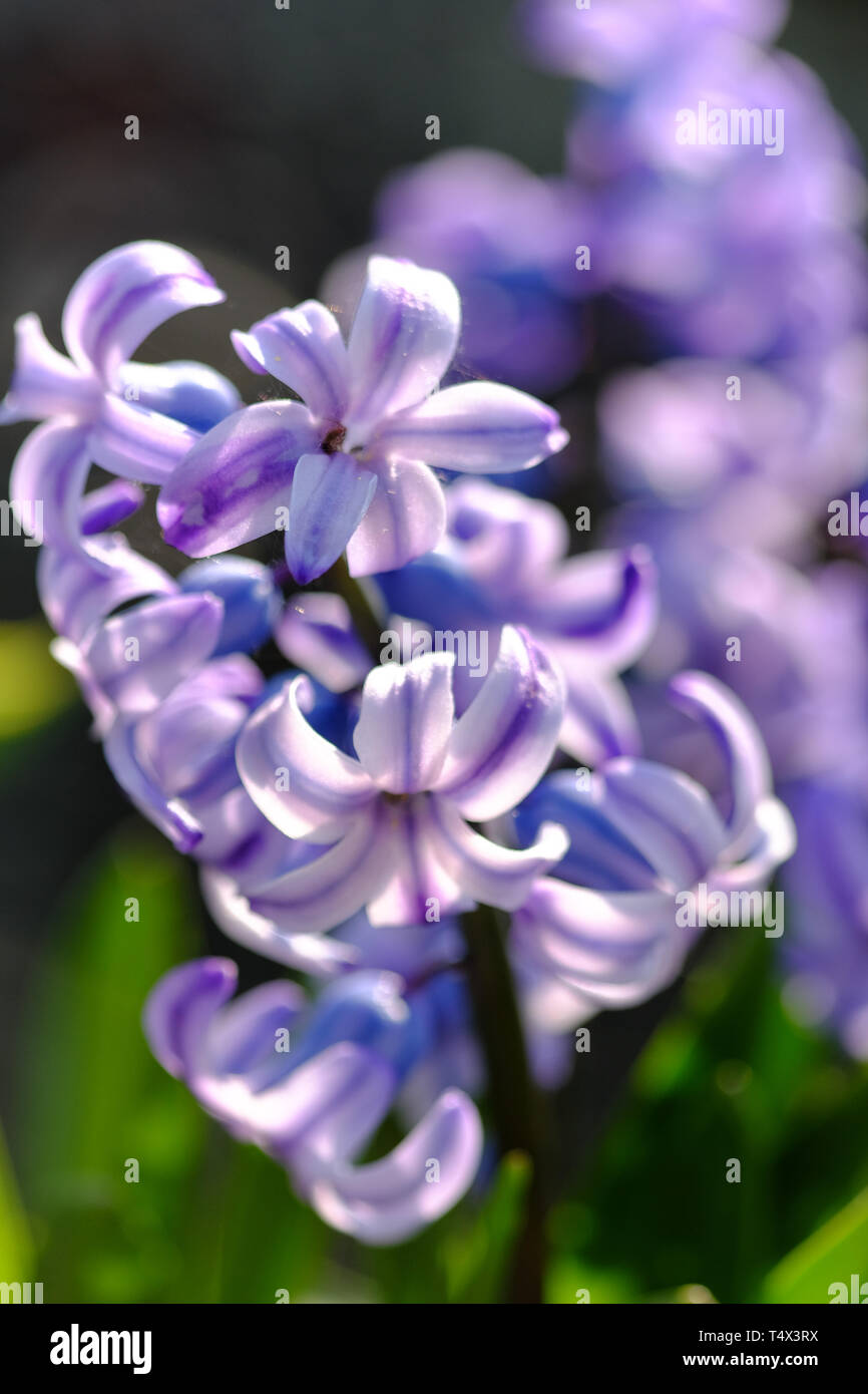 Hyacinthus flowers blossoming in spring Stock Photo