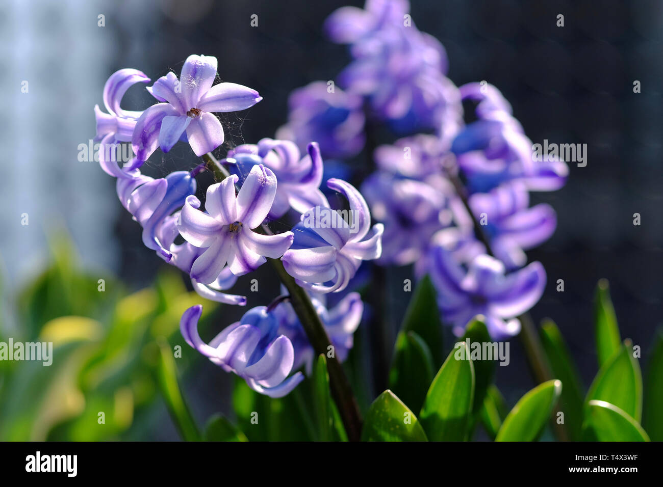 Hyacinthus flowers blossoming in spring Stock Photo