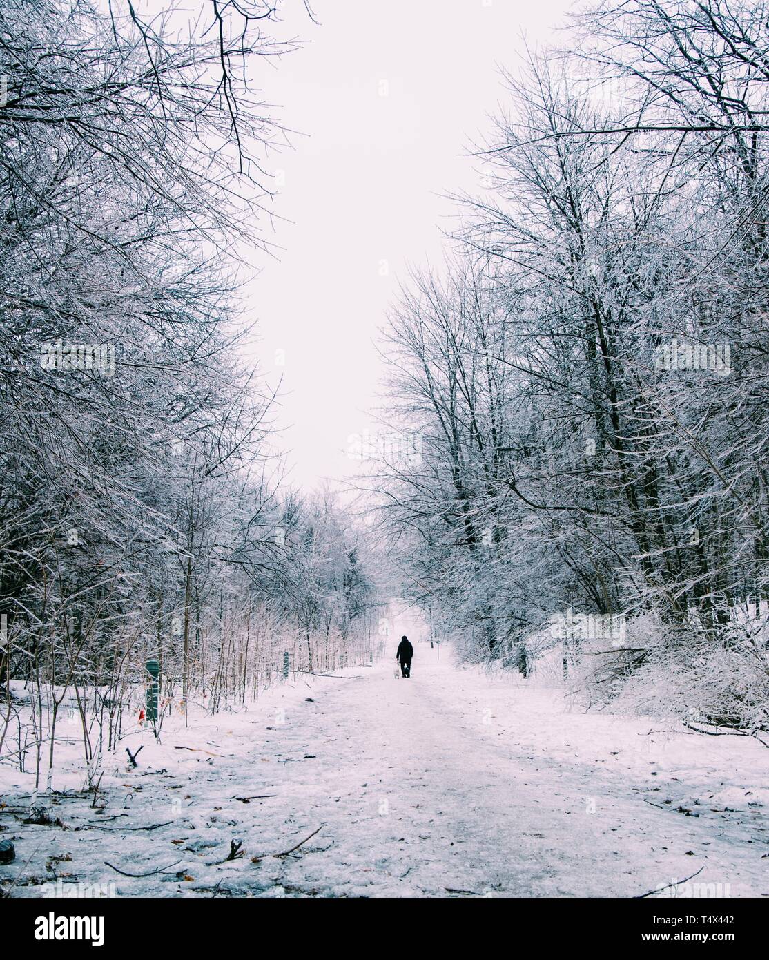 Snow Covered Forest with a path and a person with a dog,  Processed with VSCO with c1 preset Stock Photo
