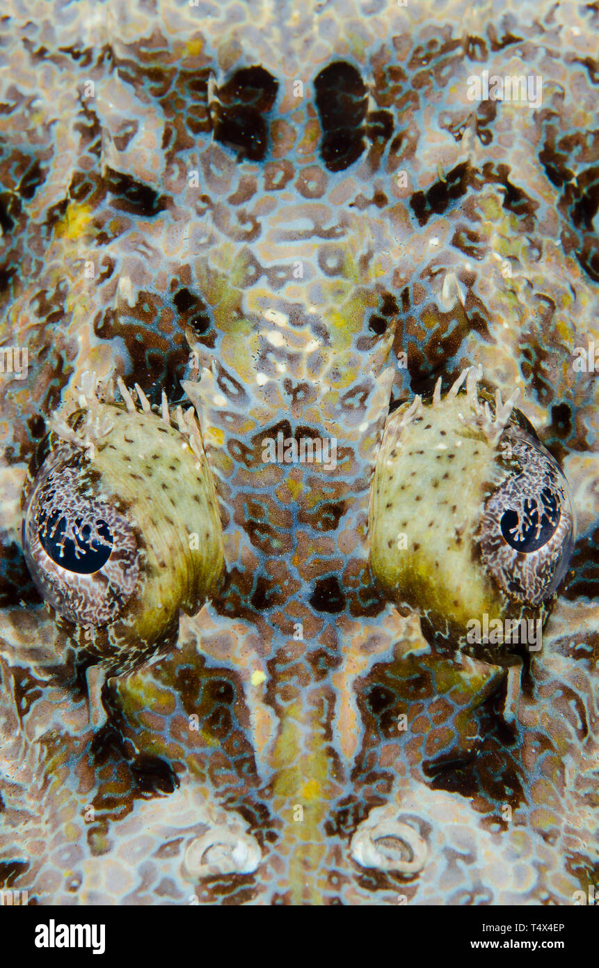Crocodile Flathead fish face (Cymbacephalua beauforti) Stock Photo