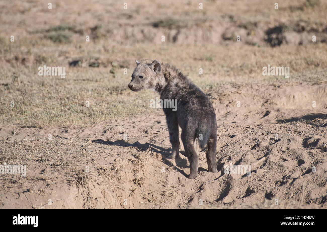 Young spotted hyaena (Crocuta crocuta) emerging from the family den. Stock Photo