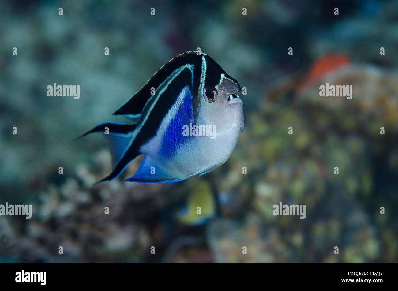 Female Orante Angelfish ((Genicanthus bellus) Stock Photo