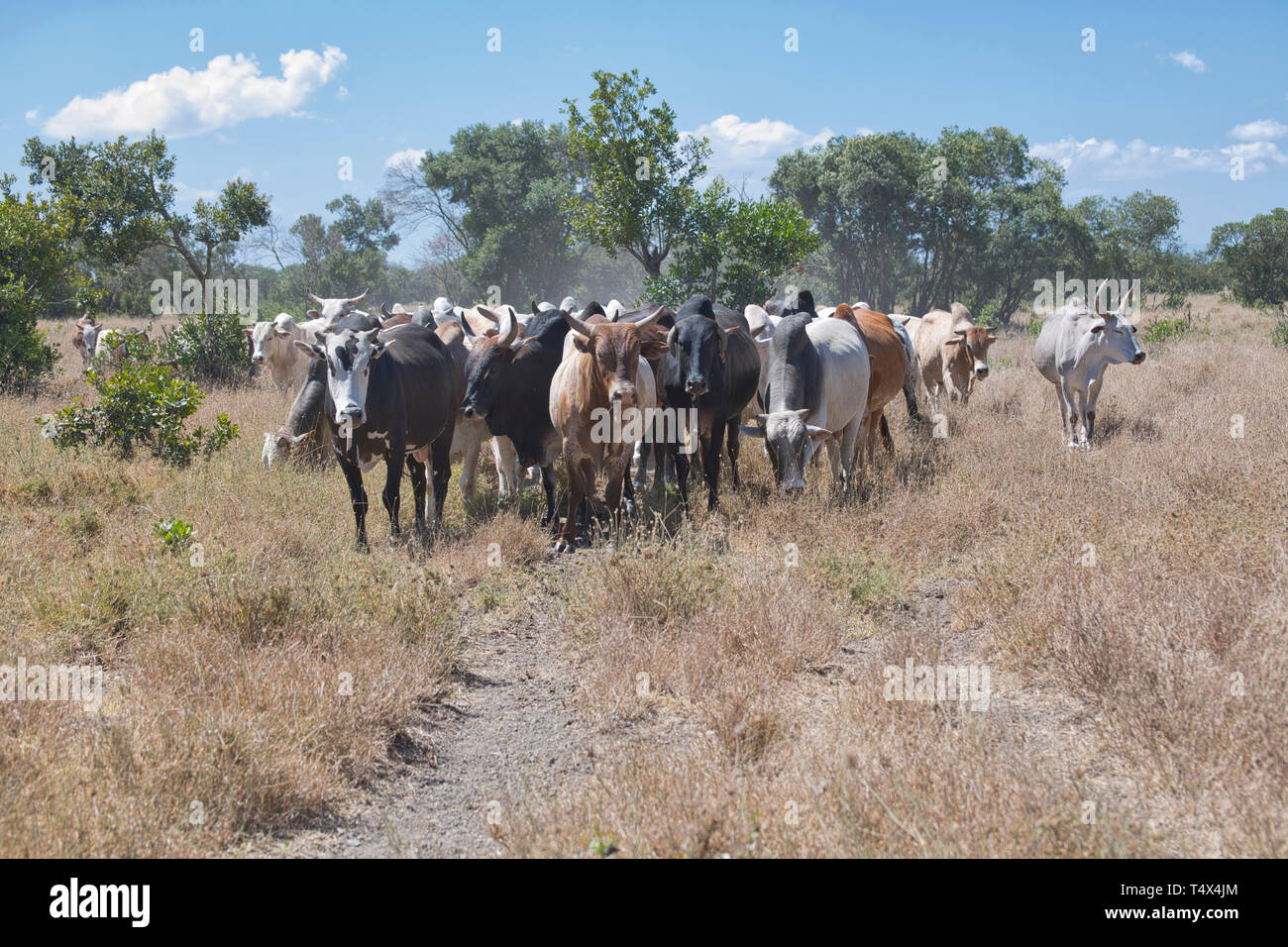 A cattle herd on Ol Pejeta conservancy, Kenya. Some 6000 cattle, mostly Boran cattle, are grazed on the conservancy and co-exist with wildlife Stock Photo