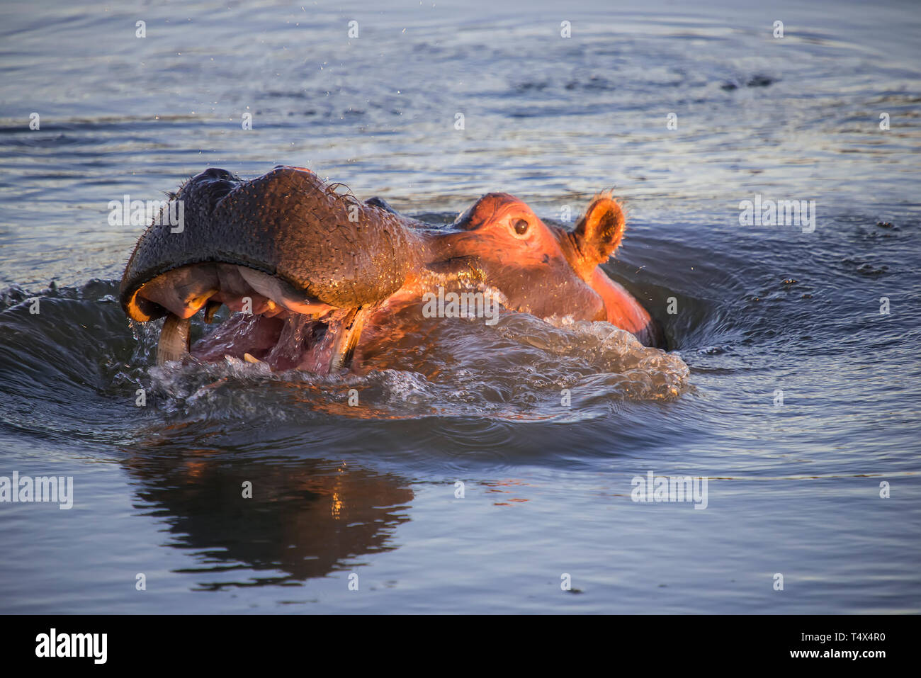 Hippopotamus (Hippopotamus amphibious) threat posturing Stock Photo
