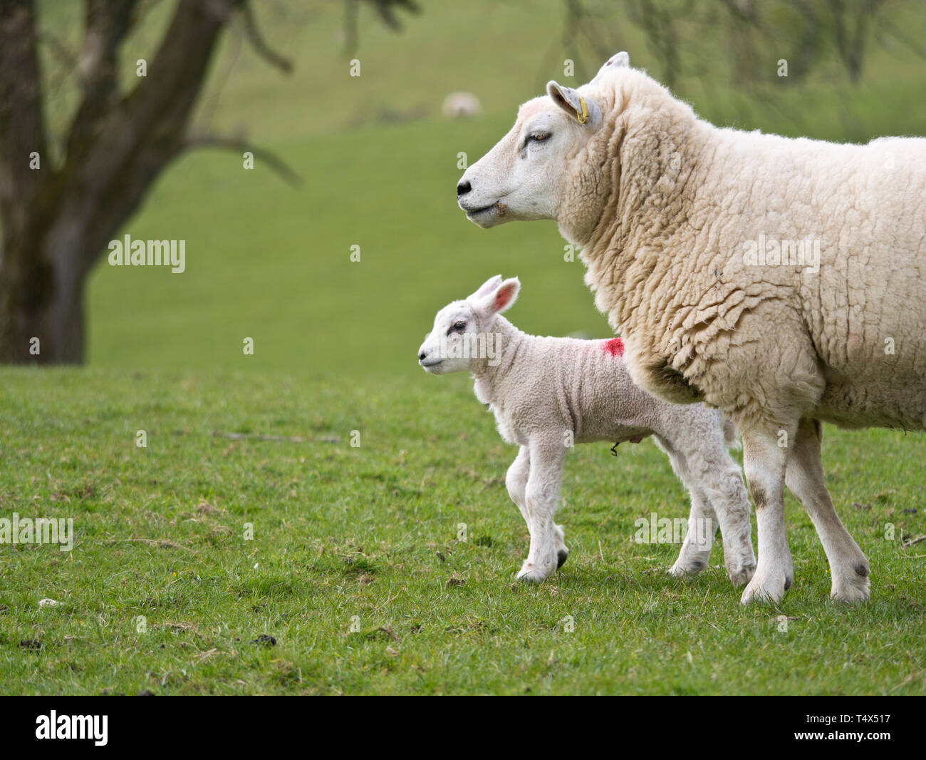 Sheep farming in spring in Cumbria, England, UK Stock Photo - Alamy