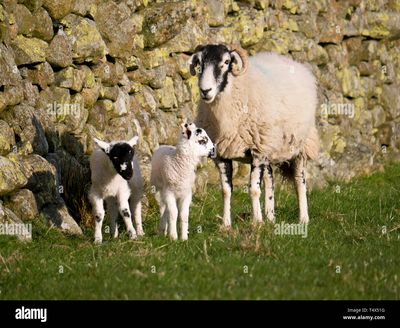 Sheep farming in spring in Cumbria, England, UK Stock Photo - Alamy