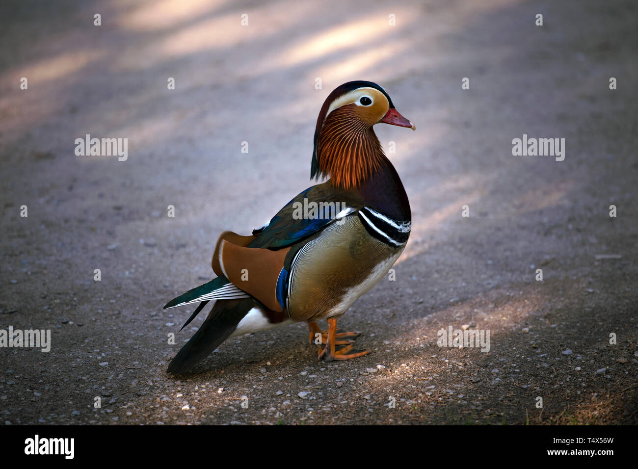 Male of mandarin duck (Aix galericulata) standing on gray background.  Profile portrait. Stock Photo