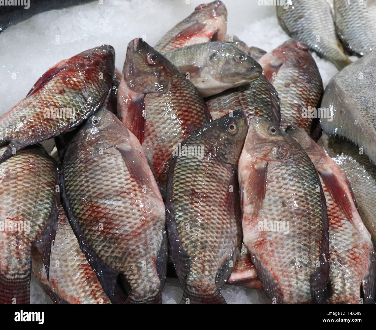 ikan tilapia in english Leonard Mackenzie