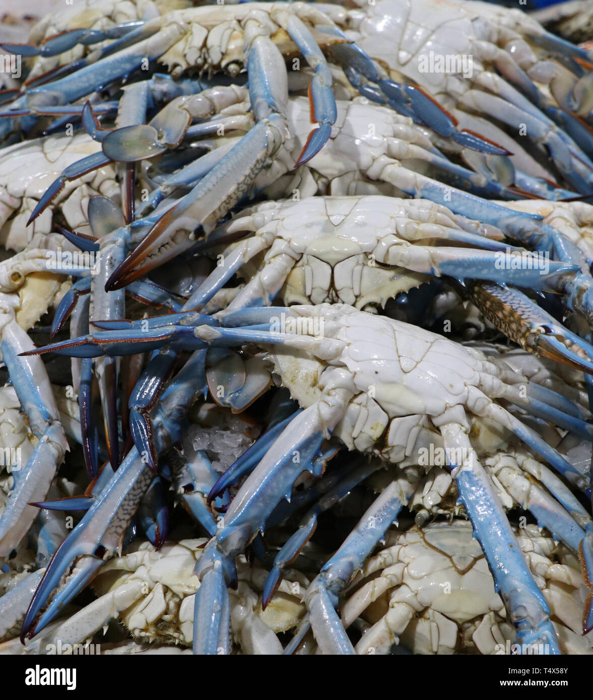 blue crabs for sell in a market stall Stock Photo Alamy