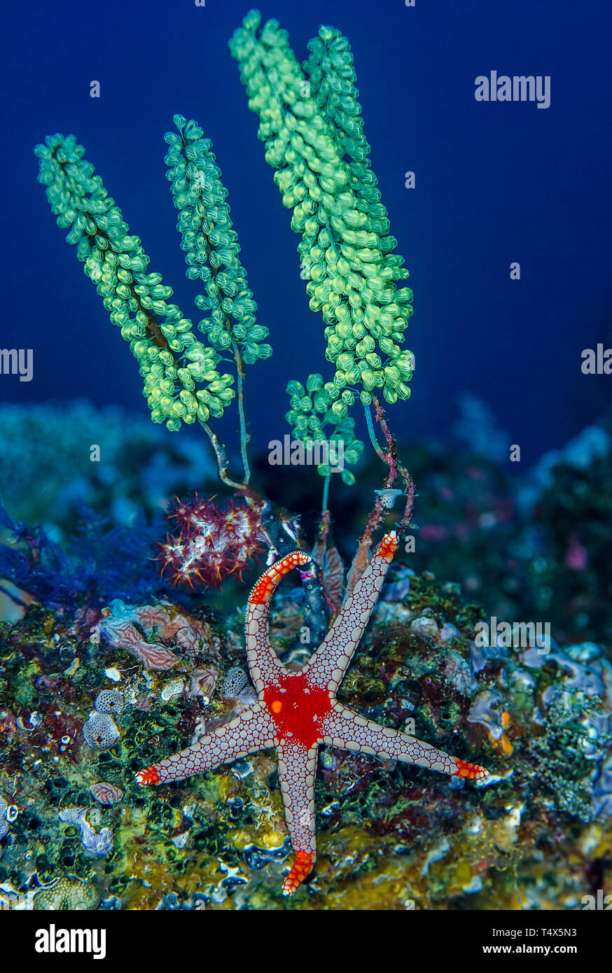 Marine 'still' life with colonial tunicates and sea star Stock Photo