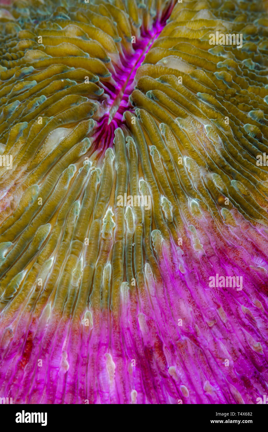 Detail of a mushroom coral Stock Photo