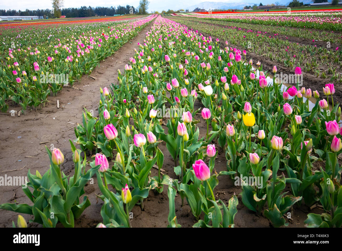 Field of colorful mixed tulips starting to bloom in early spring Stock