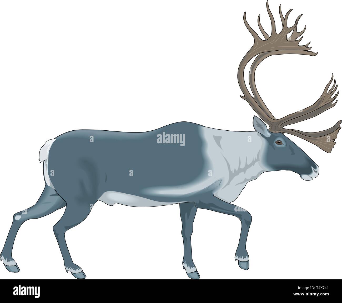 Caribou Vector Illustration Stock Vector Image & Art - Alamy