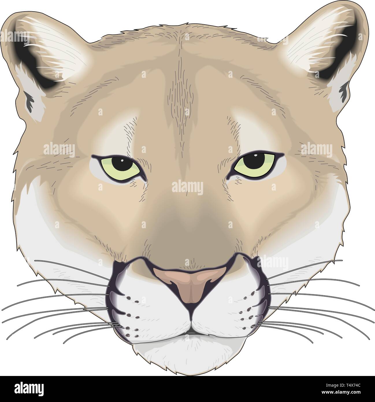 Cougar Vector Illustration Stock Vector Image & Art - Alamy