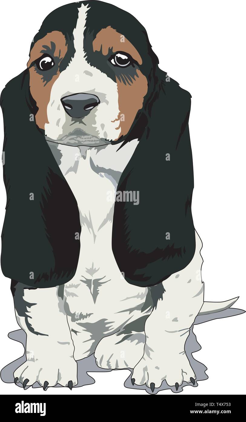 Basset Hound Vector Illustration Stock Vector Image & Art Alamy