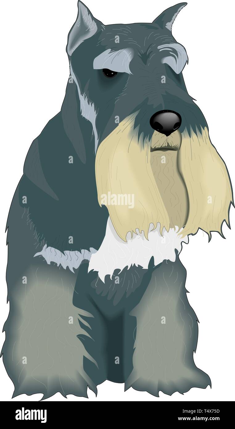 Scottish Terrier Vector Illustration Stock Vector