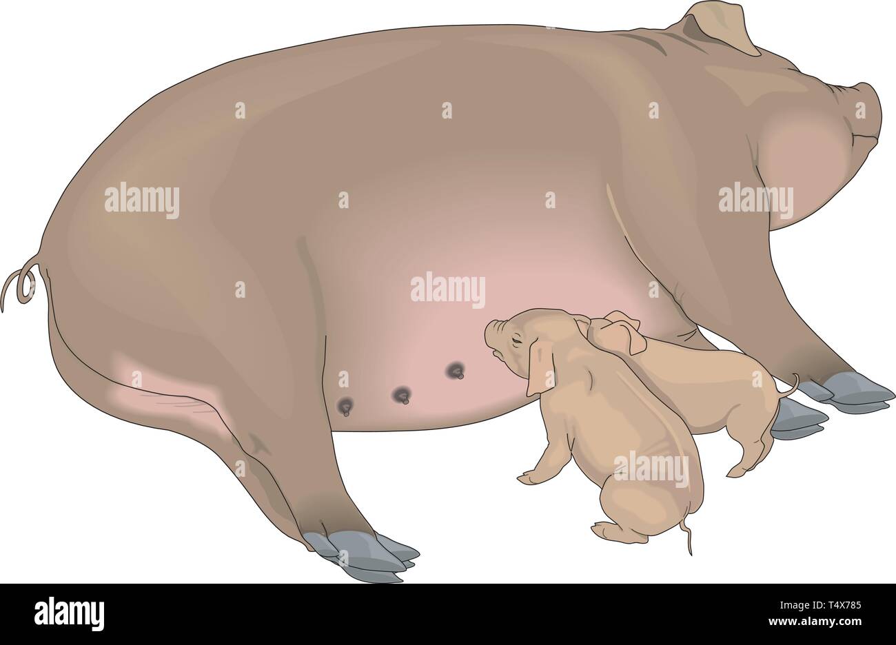 Sow and Piglets Vector Illustration Stock Vector