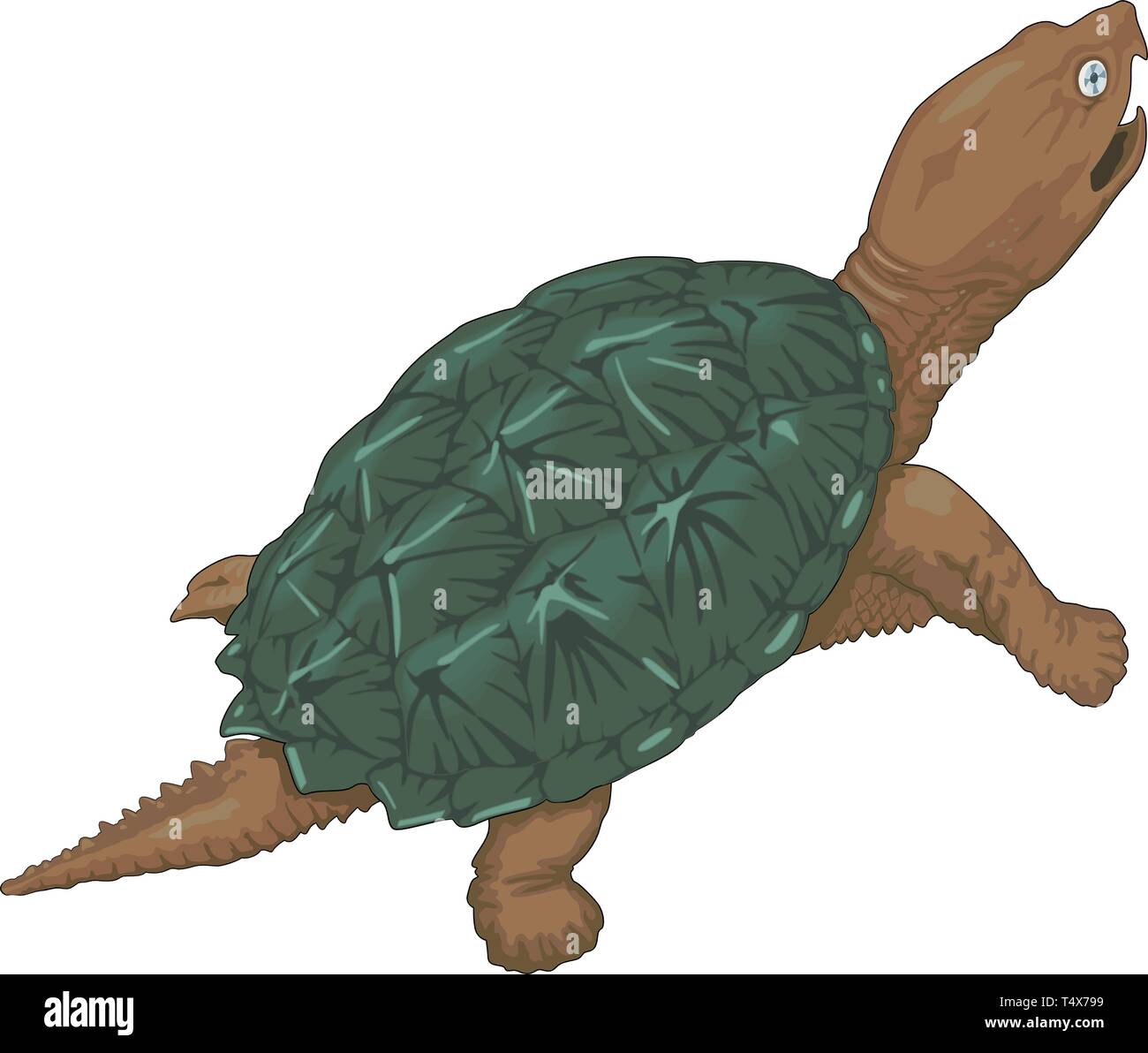 Snapping Turtle Vector Illustration Stock Vector Image & Art Alamy