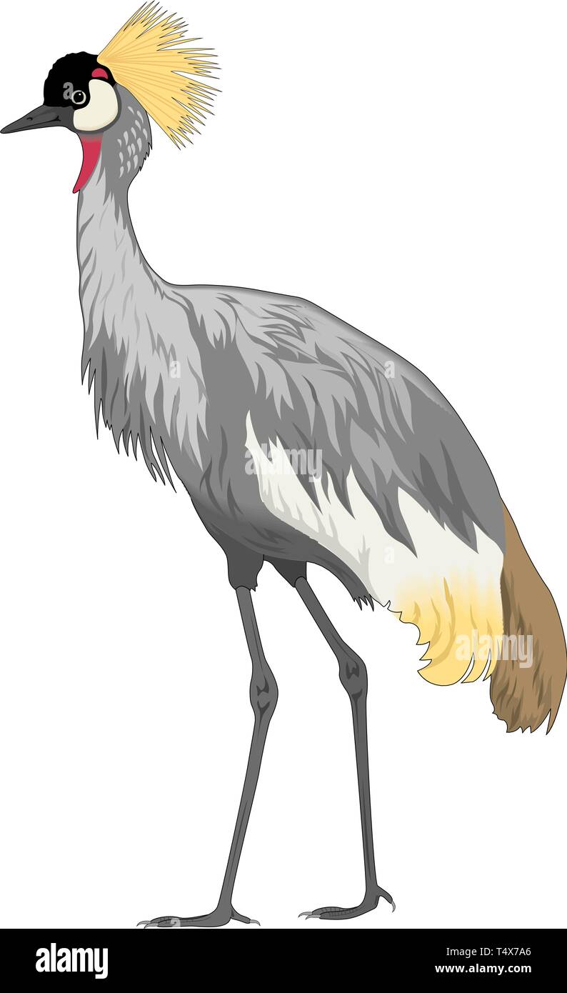 Crowned Crane Vector Illustration Stock Vector