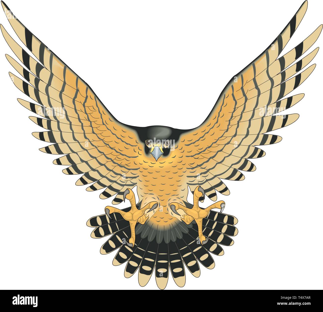 Falcon bird attacking hi-res stock photography and images - Alamy