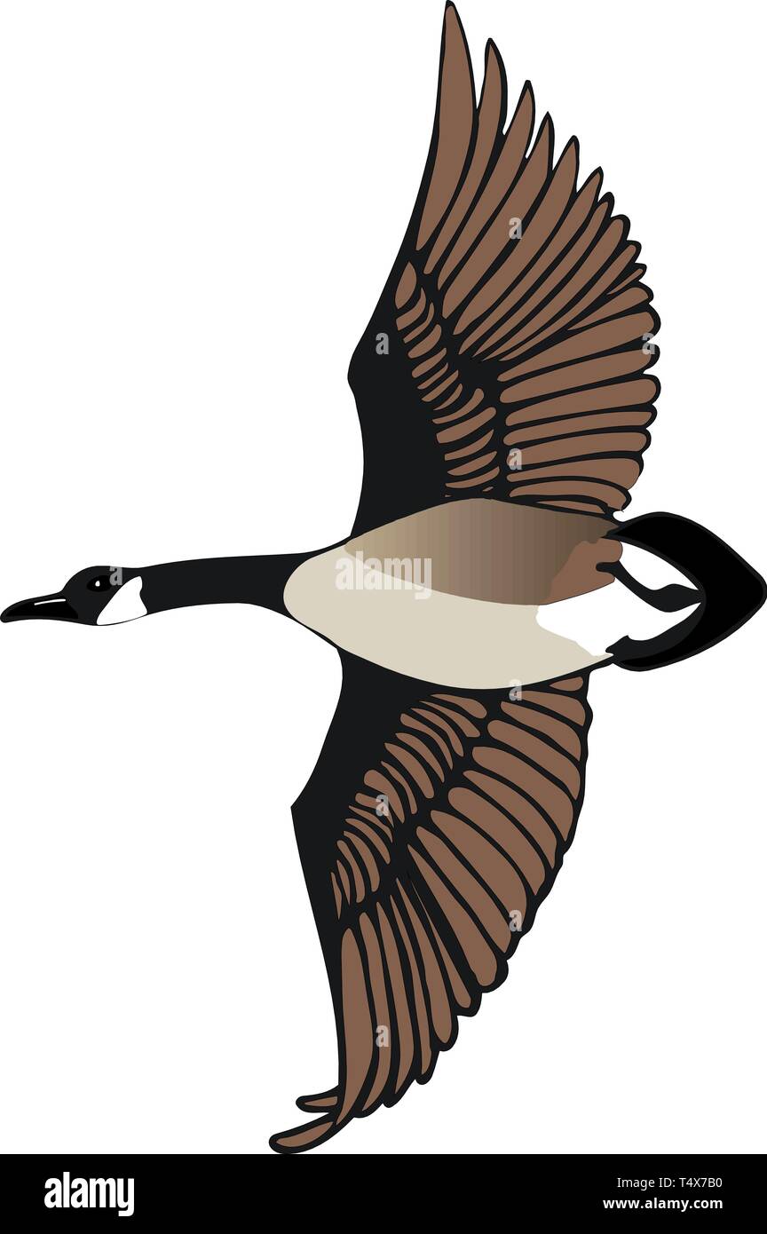 Canadian Goose Flying Vector Illustration Stock Vector Image & Art - Alamy
