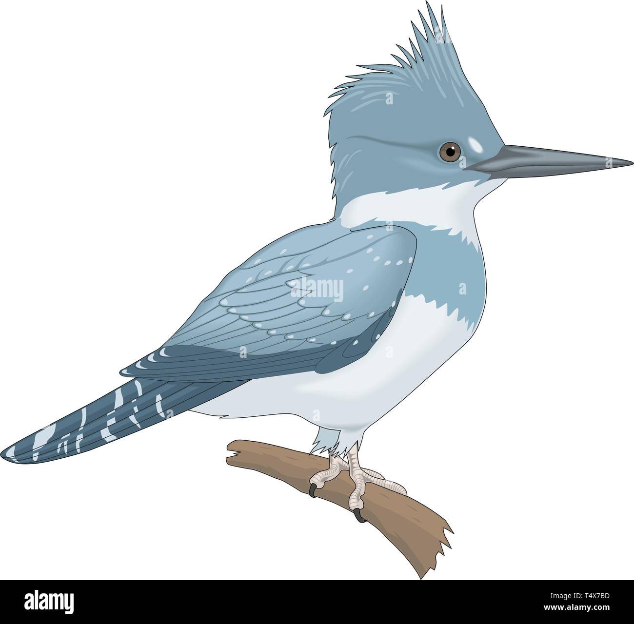Belted Kingfisher Perched on a Branch Vector Illustration Stock Vector