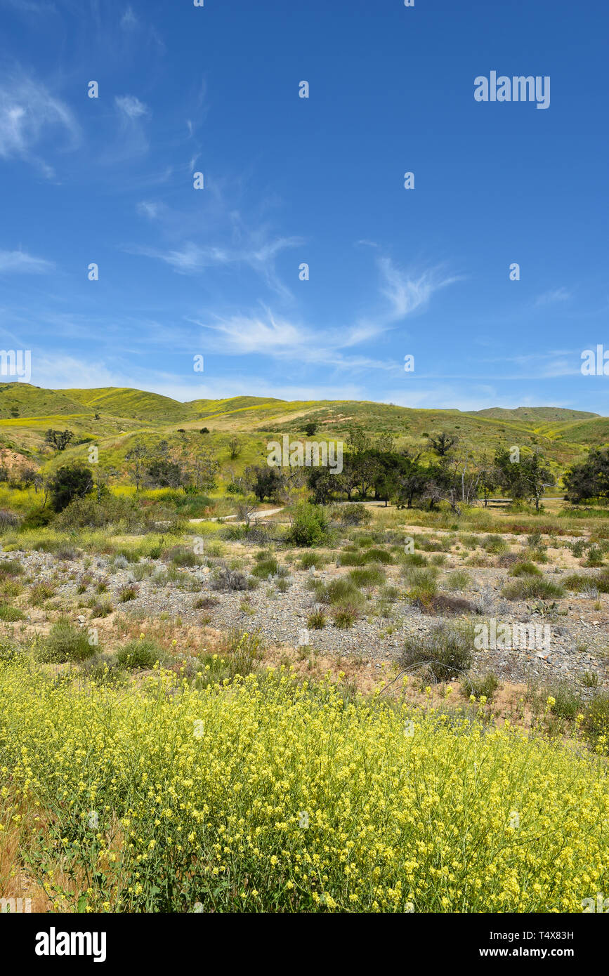 The foothills of the Santa Ana Mountains in Irvine Regional Park, covered wih the Black Mustard plant, an invasive non-native weed, Stock Photo